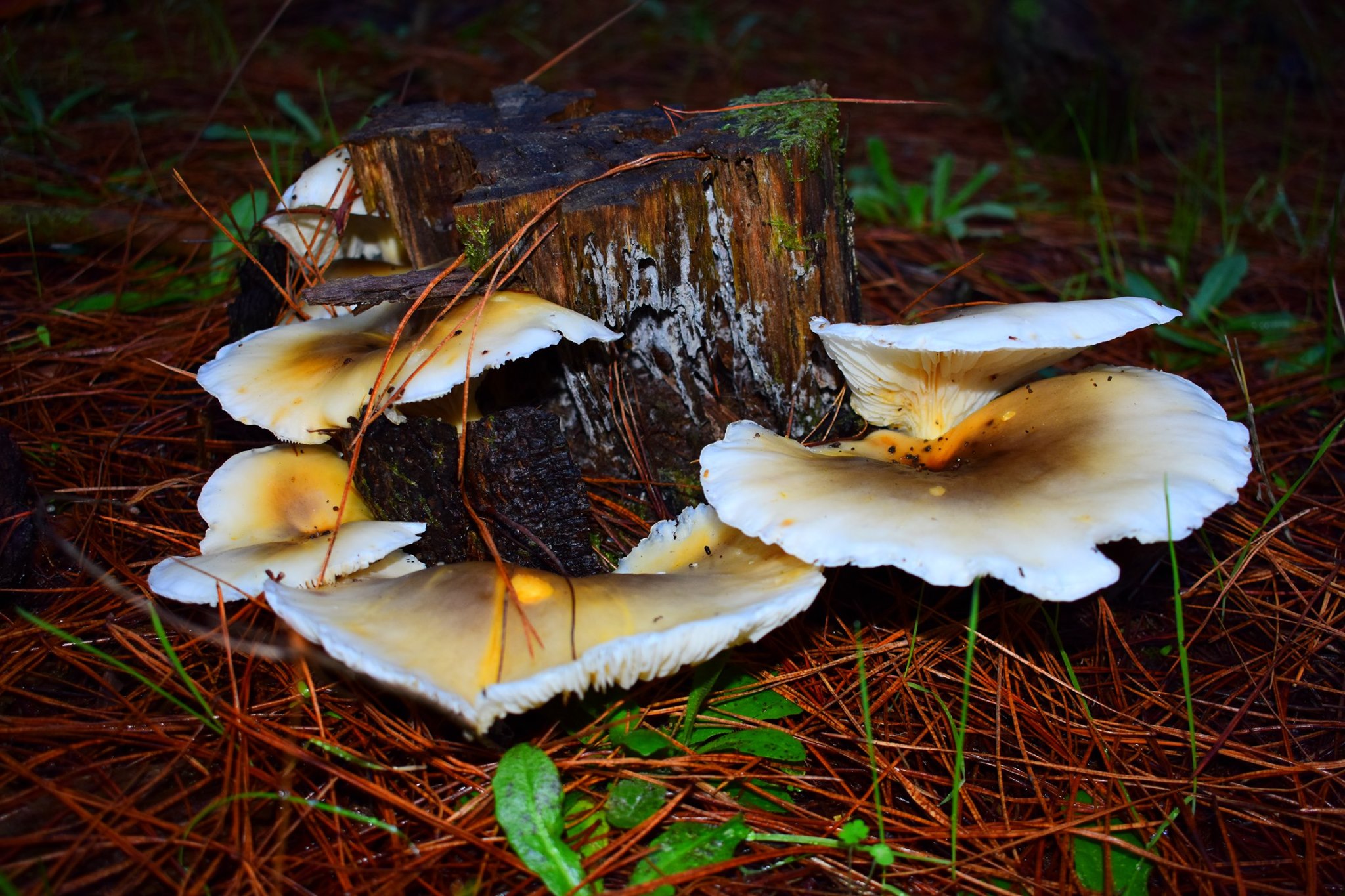 What’s So Magic About Mushrooms?